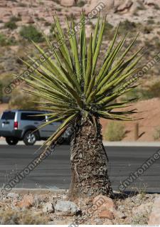 photo texture of tree palm 0001